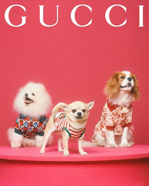 Gucci pet collection